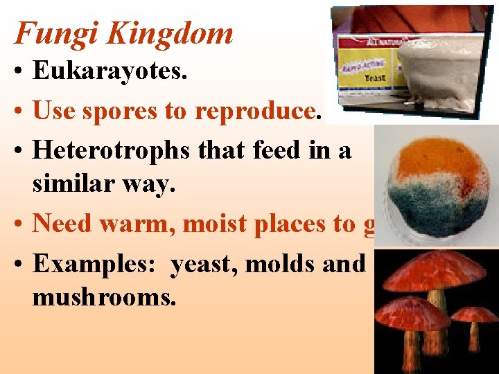 Fungi Kingdom • Eukarayotes. • Use spores to reproduce. • Heterotrophs that feed in