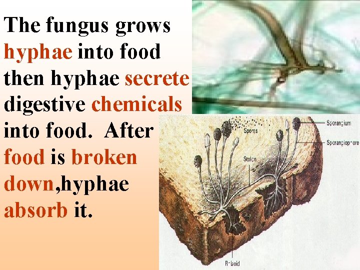 The fungus grows hyphae into food then hyphae secrete digestive chemicals into food. After