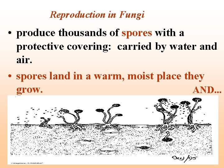 Reproduction in Fungi • produce thousands of spores with a protective covering: carried by