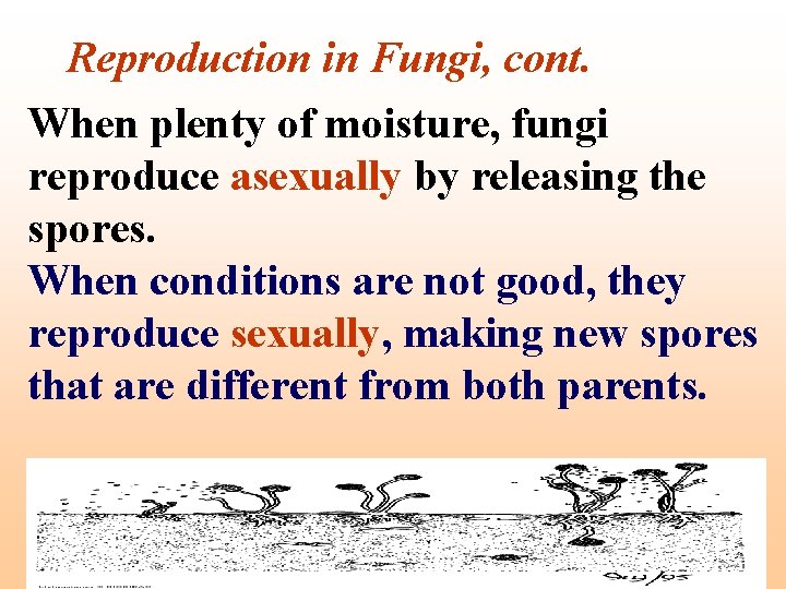 Reproduction in Fungi, cont. When plenty of moisture, fungi reproduce asexually by releasing the