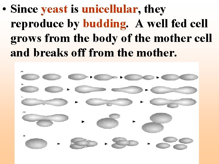  • Since yeast is unicellular, they reproduce by budding. A well fed cell