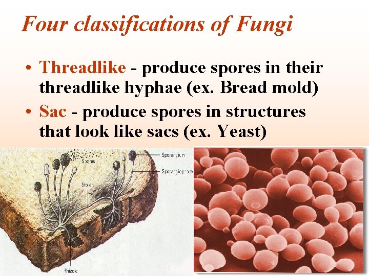 Four classifications of Fungi • Threadlike - produce spores in their threadlike hyphae (ex.