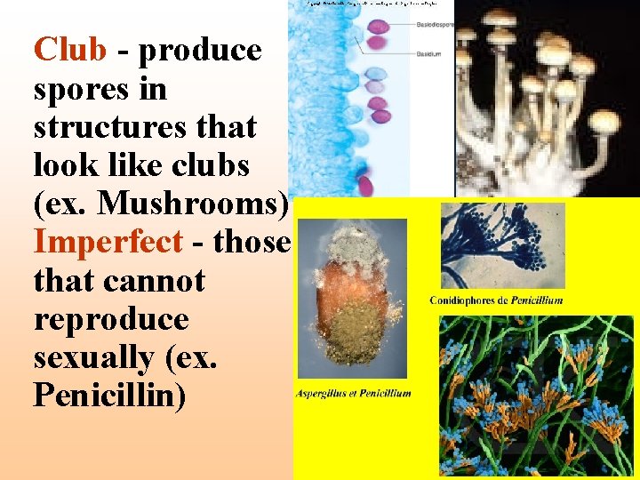 Club - produce spores in structures that look like clubs (ex. Mushrooms) Imperfect -