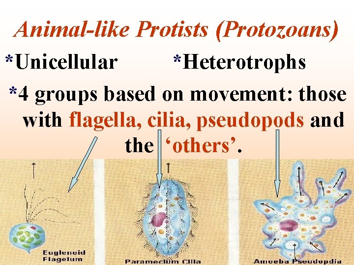Animal-like Protists (Protozoans) *Unicellular *Heterotrophs *4 groups based on movement: those with flagella, cilia,