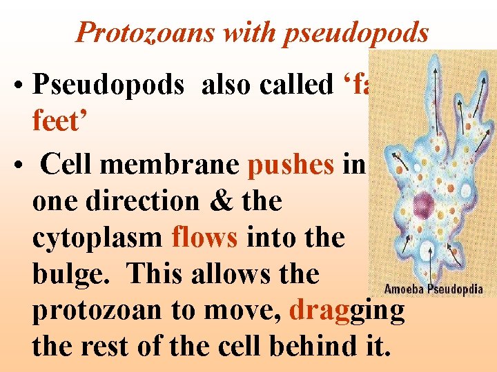 Protozoans with pseudopods • Pseudopods also called ‘false feet’ • Cell membrane pushes in