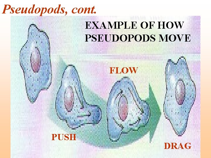 Pseudopods, cont. EXAMPLE OF HOW PSEUDOPODS MOVE FLOW PUSH DRAG 