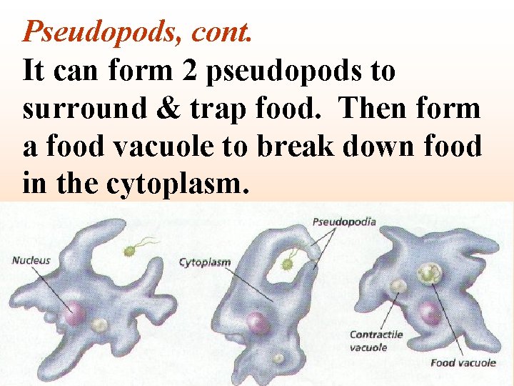 Pseudopods, cont. It can form 2 pseudopods to surround & trap food. Then form