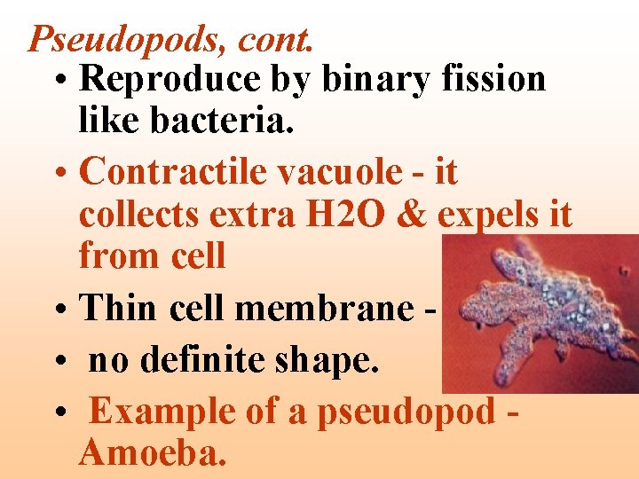 Pseudopods, cont. • Reproduce by binary fission like bacteria. • Contractile vacuole - it