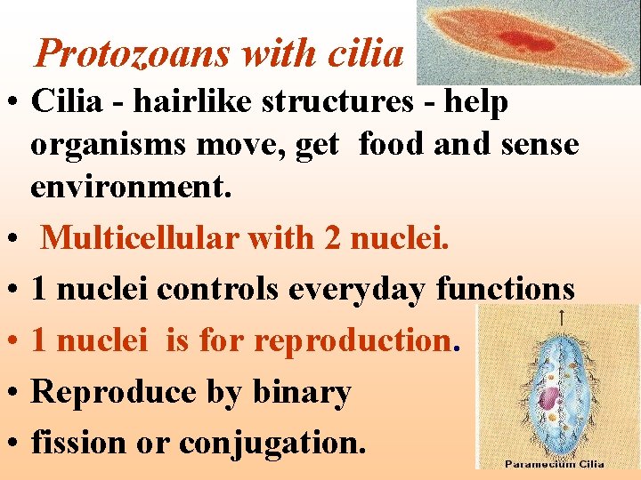 Protozoans with cilia • Cilia - hairlike structures - help organisms move, get food