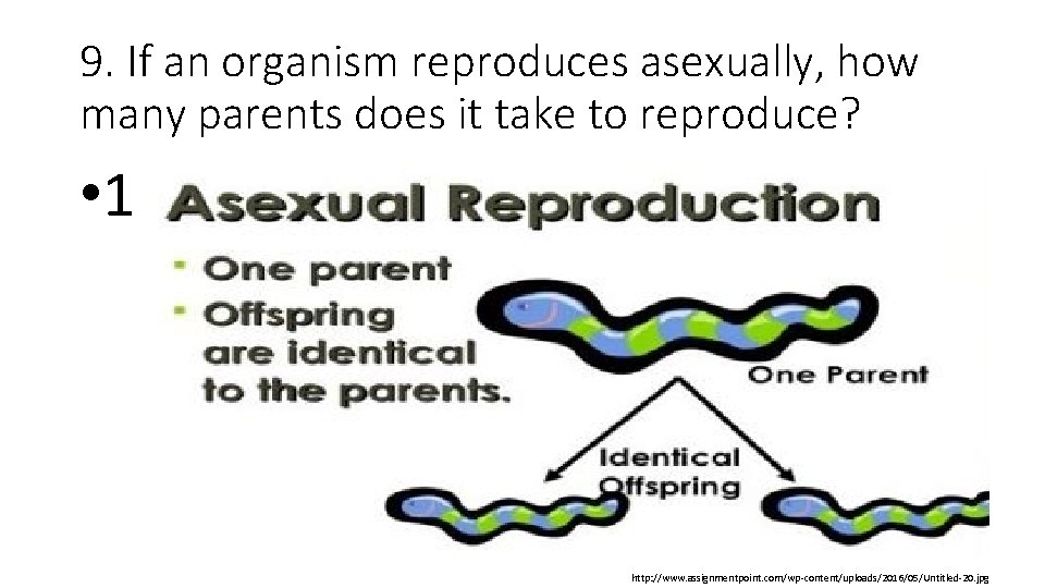 9. If an organism reproduces asexually, how many parents does it take to reproduce?