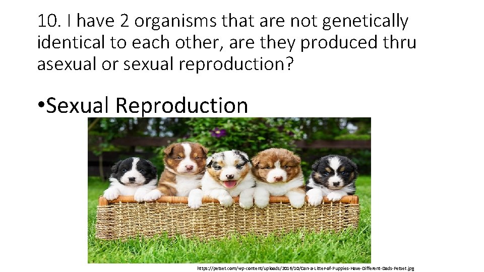 10. I have 2 organisms that are not genetically identical to each other, are