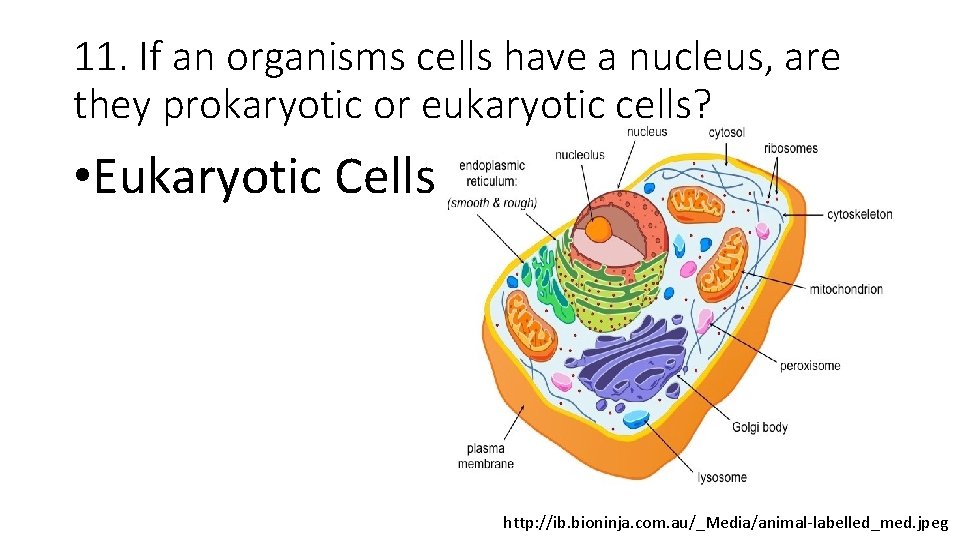 11. If an organisms cells have a nucleus, are they prokaryotic or eukaryotic cells?