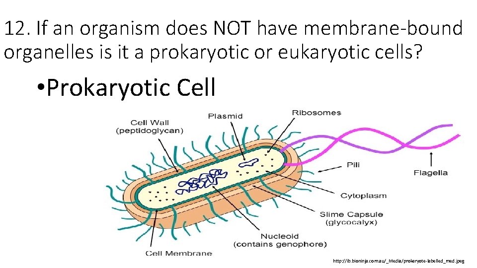 12. If an organism does NOT have membrane-bound organelles is it a prokaryotic or