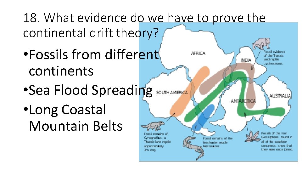 18. What evidence do we have to prove the continental drift theory? • Fossils