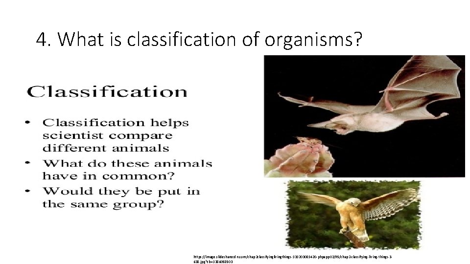 4. What is classification of organisms? https: //image. slidesharecdn. com/chap 2 classifyinglivingthings-131203081420 -phpapp 02/95/chap