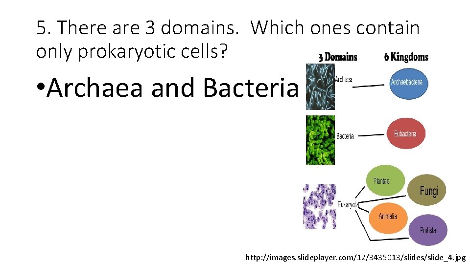 5. There are 3 domains. Which ones contain only prokaryotic cells? • Archaea and