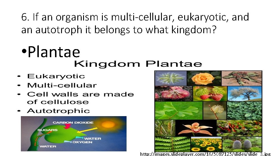 6. If an organism is multi-cellular, eukaryotic, and an autotroph it belongs to what