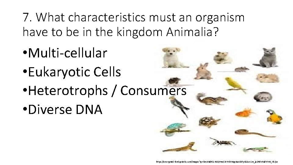 7. What characteristics must an organism have to be in the kingdom Animalia? •