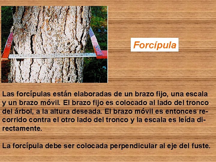 Forcípula Las forcípulas están elaboradas de un brazo fijo, una escala y un brazo Forcípula Las forcípulas están elaboradas de un brazo fijo, una escala y un brazo