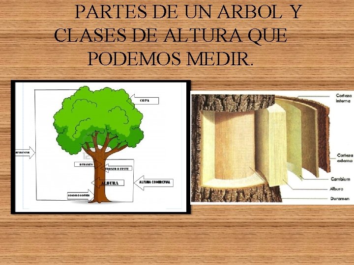 PARTES DE UN ARBOL Y CLASES DE ALTURA QUE PODEMOS MEDIR. PARTES DE UN ARBOL Y CLASES DE ALTURA QUE PODEMOS MEDIR.