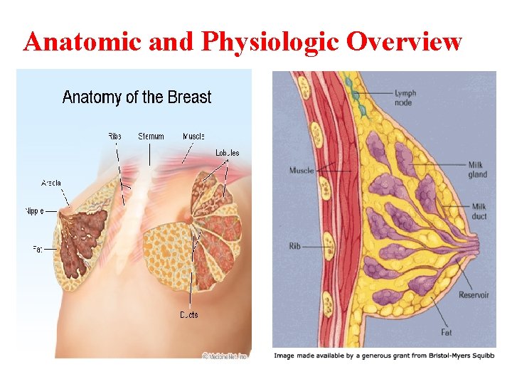 Anatomic and Physiologic Overview 