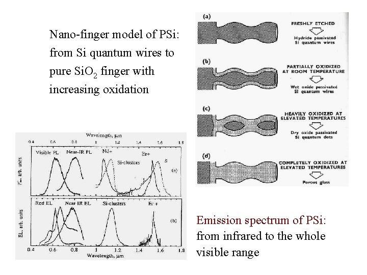 Nano-finger model of PSi: from Si quantum wires to pure Si. O 2 finger