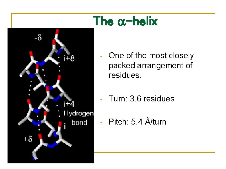 The -helix • One of the most closely packed arrangement of residues. • Turn: