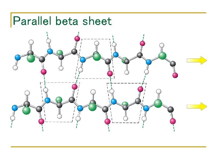 Parallel beta sheet 