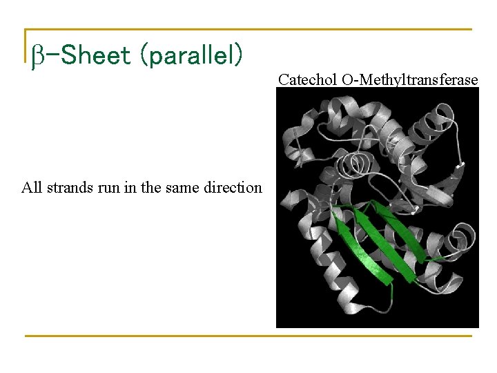  -Sheet (parallel) All strands run in the same direction Catechol O-Methyltransferase 