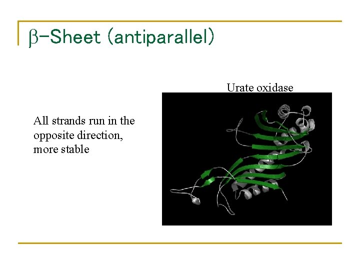  -Sheet (antiparallel) Urate oxidase All strands run in the opposite direction, more stable