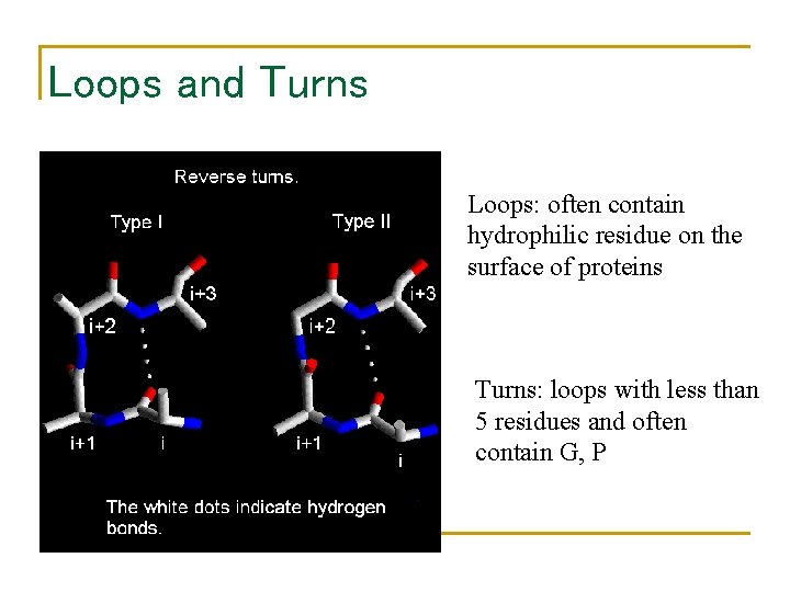 Loops and Turns Loops: often contain hydrophilic residue on the surface of proteins Turns: