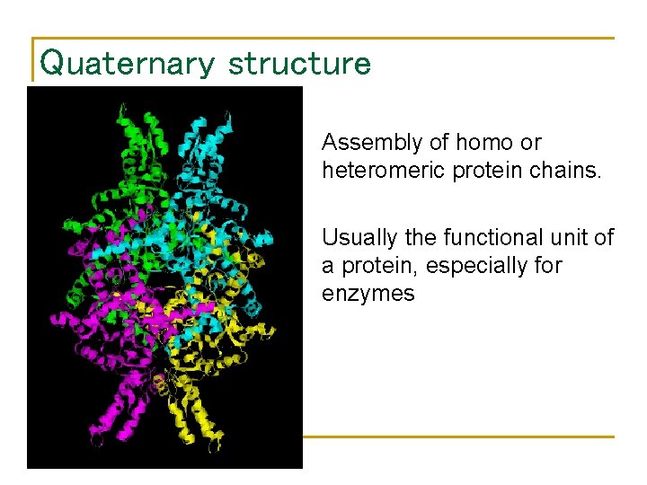 Quaternary structure • Assembly of homo or heteromeric protein chains. • Usually the functional