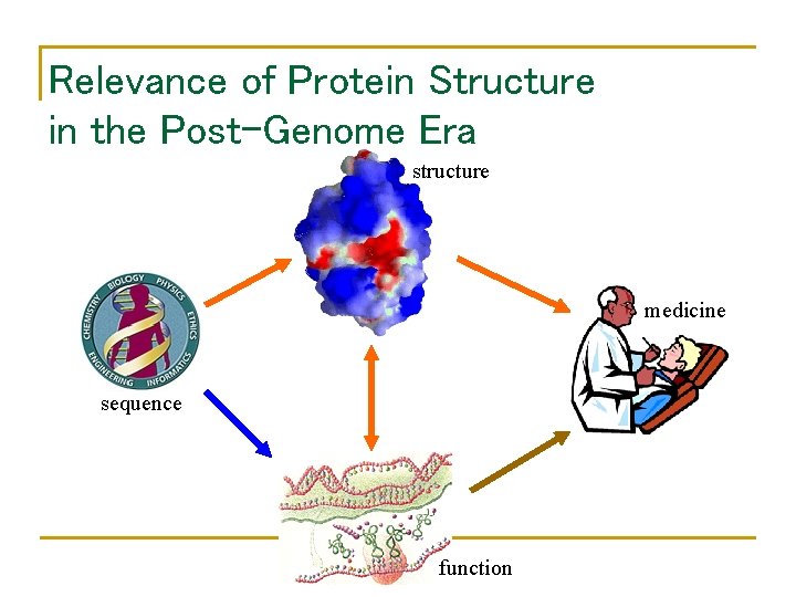 Relevance of Protein Structure in the Post-Genome Era structure medicine sequence function 