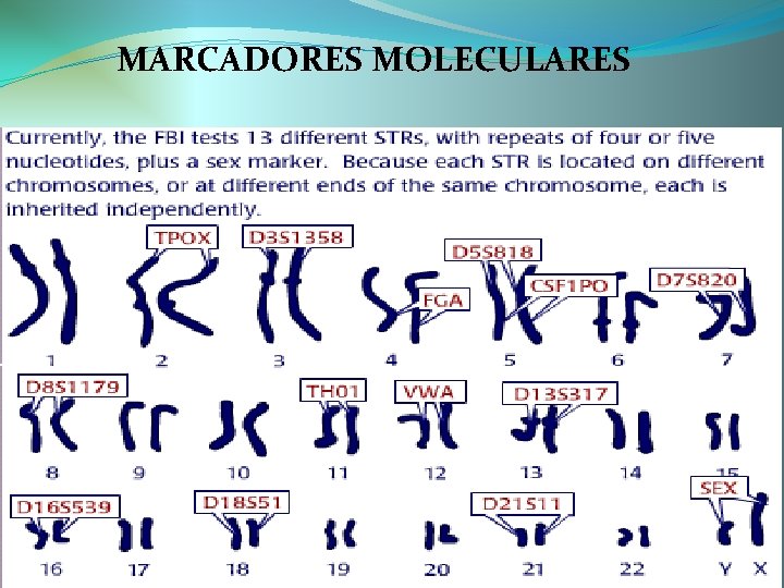 MARCADORES MOLECULARES 