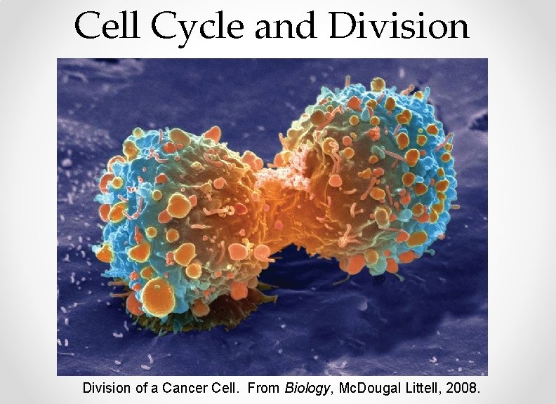 Cell Cycle and Division of a Cancer Cell. From Biology, Mc. Dougal Littell, 2008.