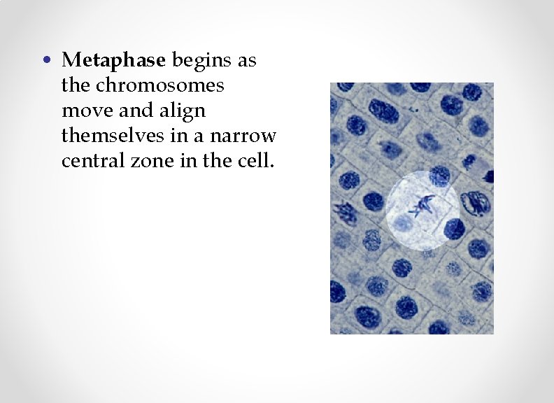  • Metaphase begins as the chromosomes move and align themselves in a narrow