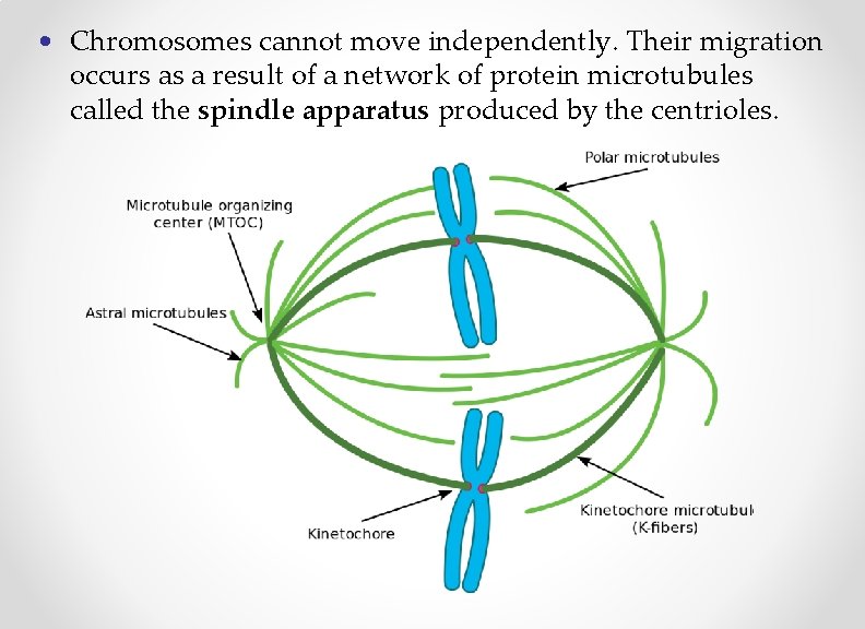  • Chromosomes cannot move independently. Their migration occurs as a result of a