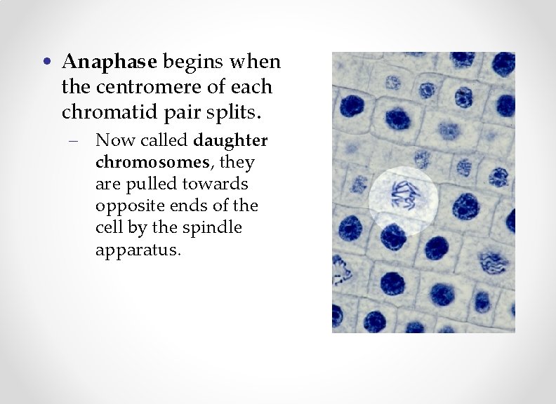  • Anaphase begins when the centromere of each chromatid pair splits. – Now