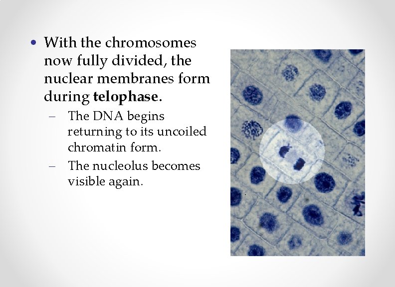  • With the chromosomes now fully divided, the nuclear membranes form during telophase.