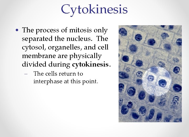 Cytokinesis • The process of mitosis only separated the nucleus. The cytosol, organelles, and