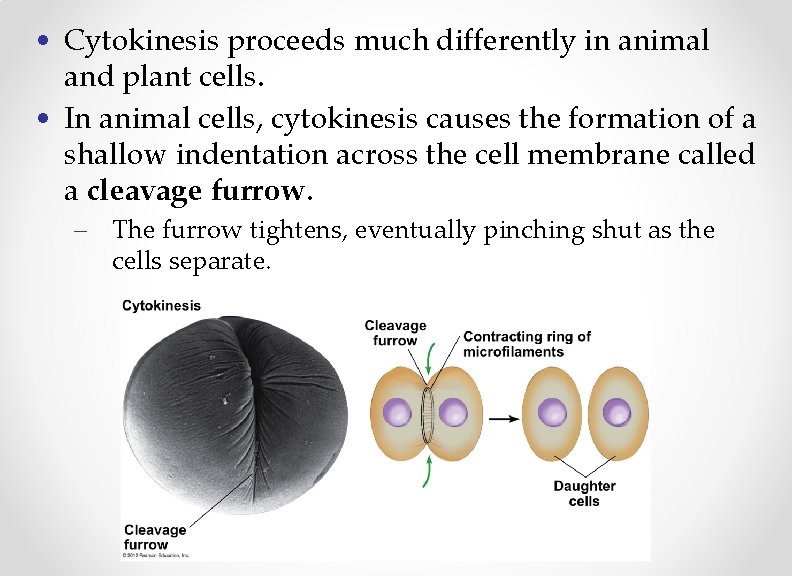  • Cytokinesis proceeds much differently in animal and plant cells. • In animal