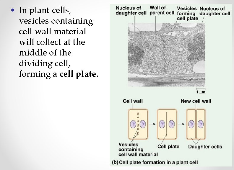  • In plant cells, vesicles containing cell wall material will collect at the