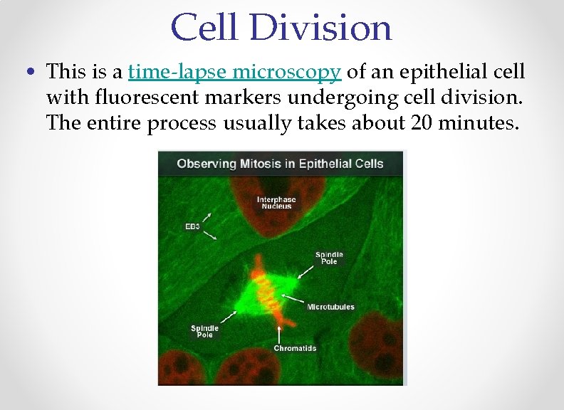 Cell Division • This is a time-lapse microscopy of an epithelial cell with fluorescent