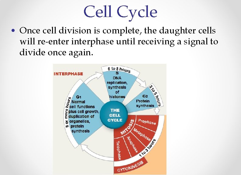 Cell Cycle • Once cell division is complete, the daughter cells will re-enter interphase