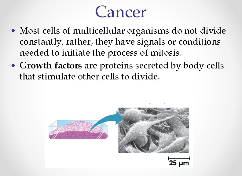 Cancer • Most cells of multicellular organisms do not divide constantly, rather, they have