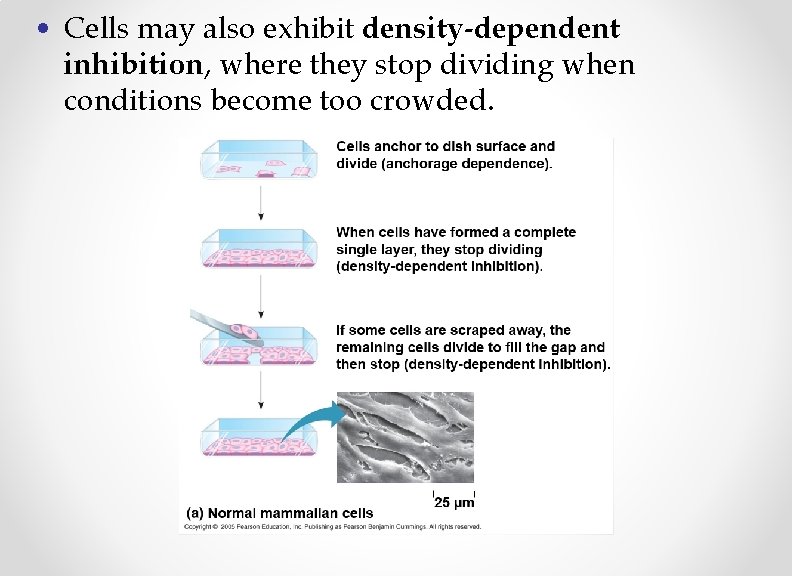  • Cells may also exhibit density-dependent inhibition, where they stop dividing when conditions