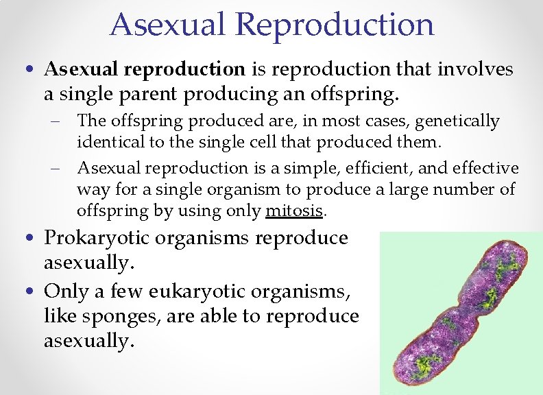 Asexual Reproduction • Asexual reproduction is reproduction that involves a single parent producing an