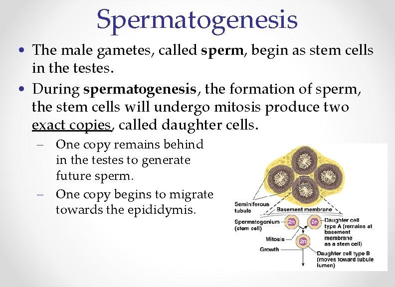 Spermatogenesis • The male gametes, called sperm, begin as stem cells in the testes.