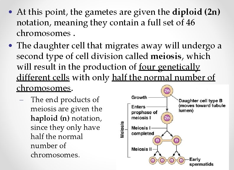  • At this point, the gametes are given the diploid (2 n) notation,