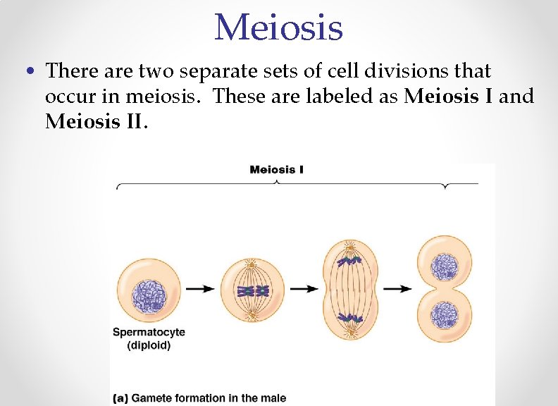 Meiosis • There are two separate sets of cell divisions that occur in meiosis.